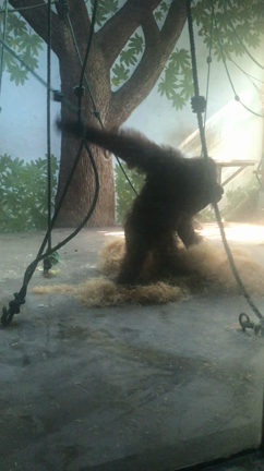 上海の思い出~上海動物園~の記事動画