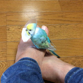 可愛いひっつき虫の画像