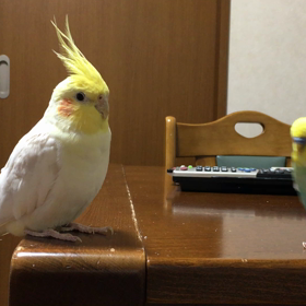 暑中お見舞い申し上げますの画像