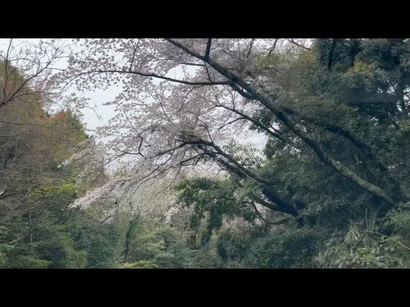 日和館のお花見御膳とお花ツアーへの記事動画