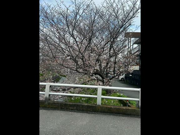 日和館のお花見御膳とお花ツアーへの記事動画