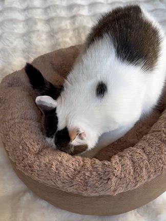 防寒対策！ニャンズのふわもこベッドと、椅子に置いて使える電気ホットマット♪の記事動画
