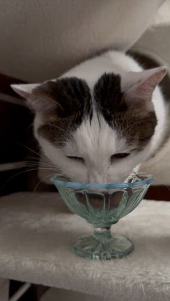 ちゃちゃのFIP闘病記 その5 〜投薬4日目 猫のごはんは常に悩む～の記事動画