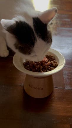 ちゃちゃのFIP闘病記 その4 ～投薬3日目 猫とお薬について思うこと～の記事動画