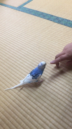 あらためまして！の記事動画