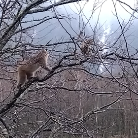 monkeyの画像