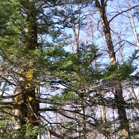 ほーほけきょの画像