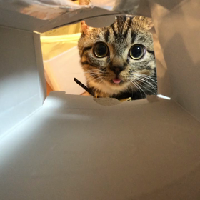 投薬　4日目の画像