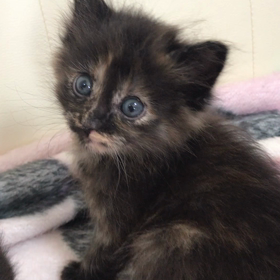 子猫里親募集の画像