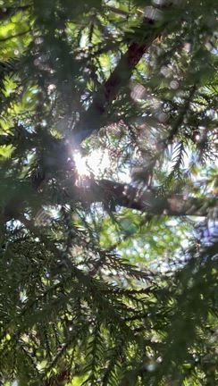 夏至の光の記事動画