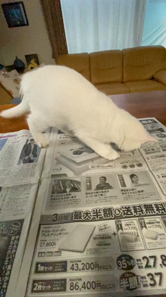 保護猫イッチのトライアルの記事動画