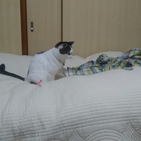 ボールとまめの画像
