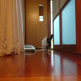 ボールとまめの画像