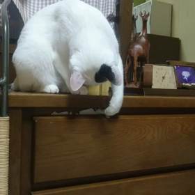 ねことティッシュの画像