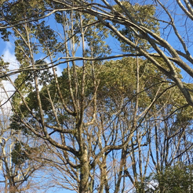 春一番？の画像