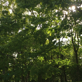 風の声の画像