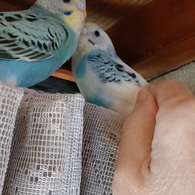 すみっこ暮らしの画像