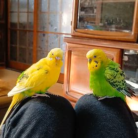 シニアのお見合いですの画像