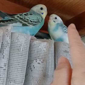 お見合いですか？の画像