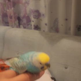 飛ぶのを拒否する鳥の画像