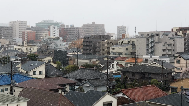 春の雪（15日ぶり）の記事動画