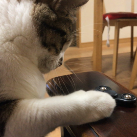 ハンドスピナーとねこの画像
