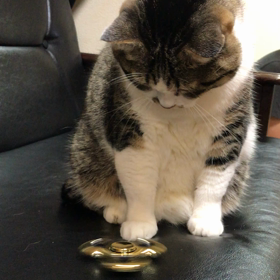 ハンドスピナーとねこ②の画像
