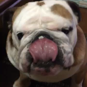 たまには動きますの画像