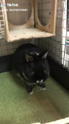 声優夫婦2人暮らし うさぎ飼いに来るビッグウェーブの記事動画