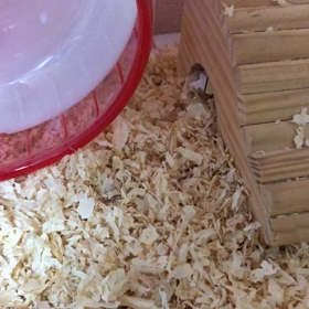 おめでとうの画像