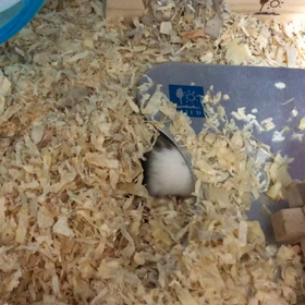 動物病院の画像