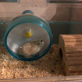 甘えっ子の画像