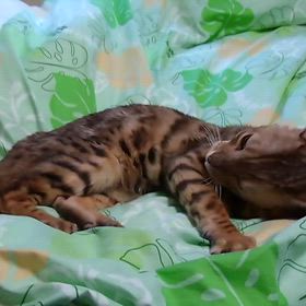 甘々ちゃんの画像