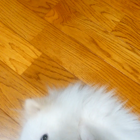 すきにしての画像