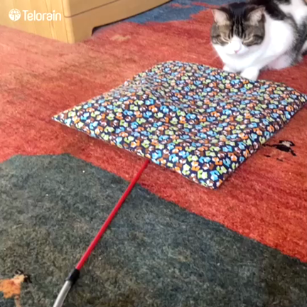 猫の日2/22の記事動画
