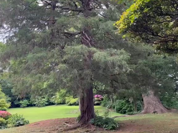 日出の有形文化財(的山荘)にて希少な城下かれいをの記事動画