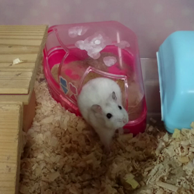 ハムちゃんの画像