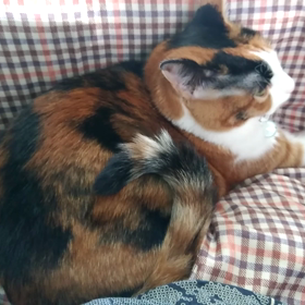 ちょっぴり一安心～～の画像