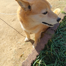呼んでたくせにの画像