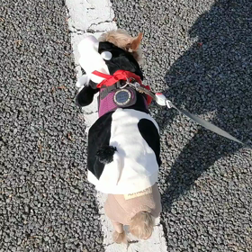 正月はの画像
