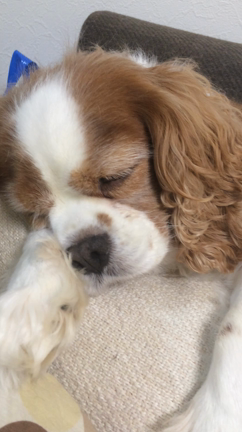 ☆実家が騒がしい。☆の記事動画