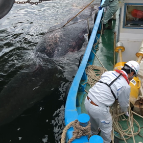 マッコウクジラの画像