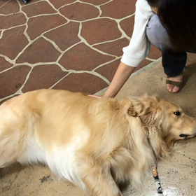 くりりらペット  ヒーリングとはなんさんの画像