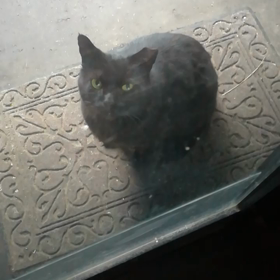 可愛くない人と可愛い猫の画像