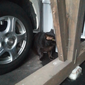 こーちゃんの画像