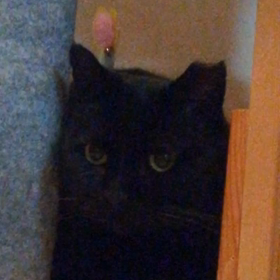 開けてにゃーの画像