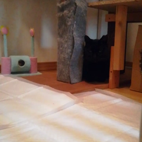 だめだよこーちゃんの画像