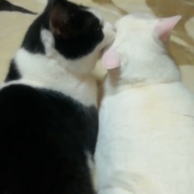 弟をはむはむの画像