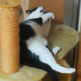 がんばろーの画像