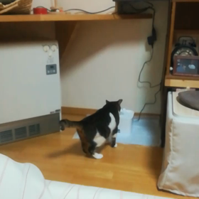 イエーイ！の画像